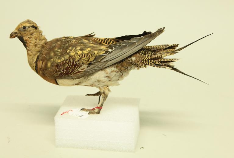 animal naturalisé : oiseau : Ganga cata