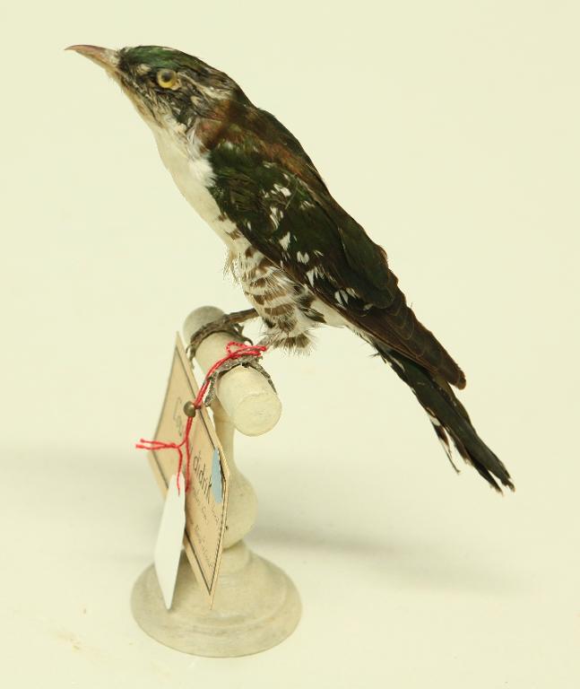 animal naturalisé : oiseau : Coucou