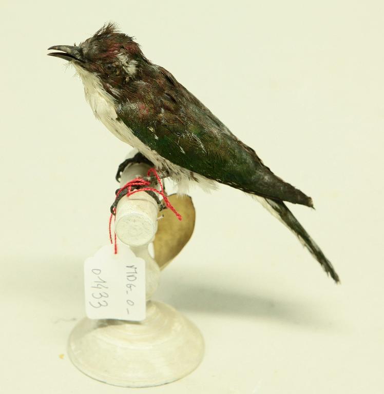 animal naturalisé : oiseau : Coucou de Klaas