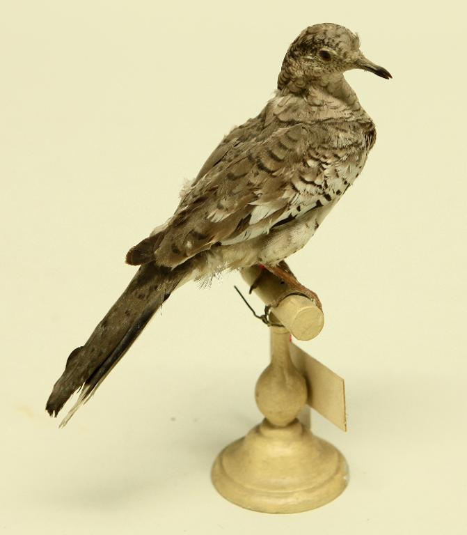 animal naturalisé : oiseau : Colombe écaillée