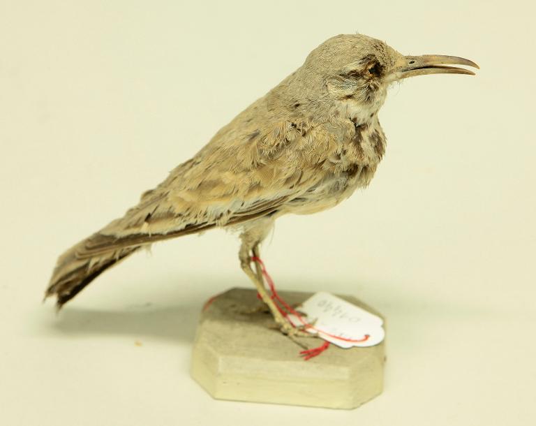 animal naturalisé : oiseau : Sirli du désert