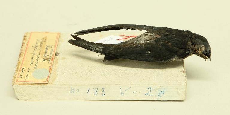 animal naturalisé : oiseau : Martinet à croupion gris