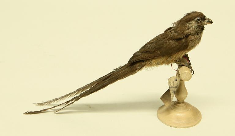 animal naturalisé : oiseau : Coliou rayé