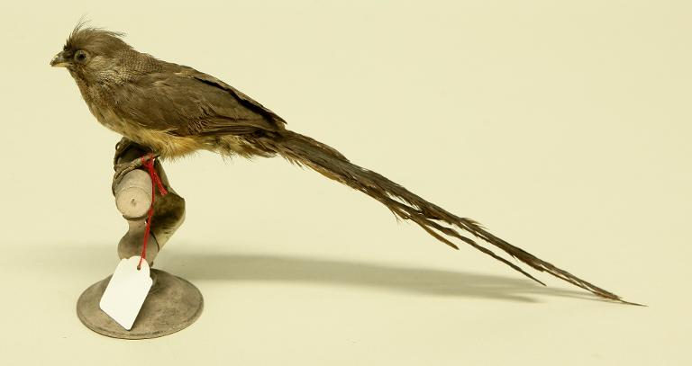 animal naturalisé : oiseau : Coliou rayé