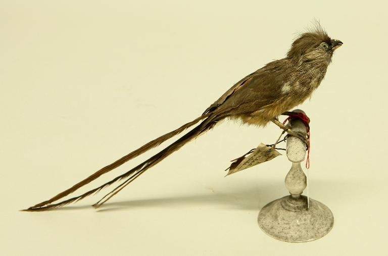 animal naturalisé : oiseau : Coliou rayé