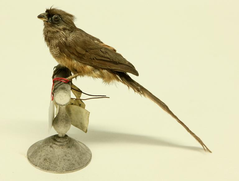 animal naturalisé : oiseau : Coliou rayé