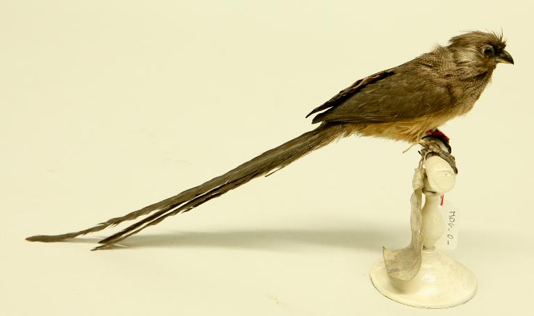 animal naturalisé : oiseau : Coliou rayé