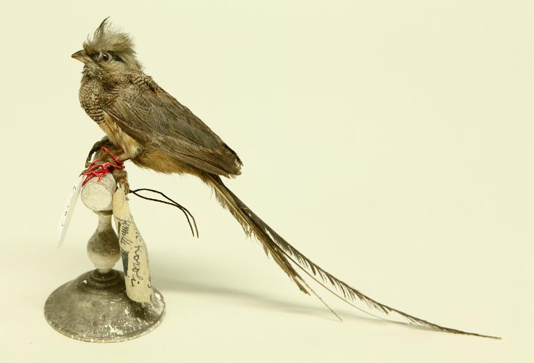 animal naturalisé : oiseau : Coliou à tête blanche