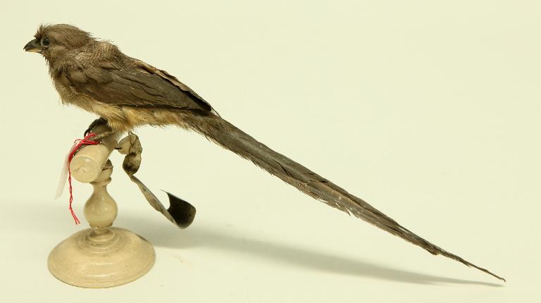 animal naturalisé : oiseau : Coliou rayé