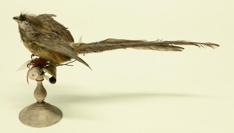 animal naturalisé : oiseau : Coliou rayé