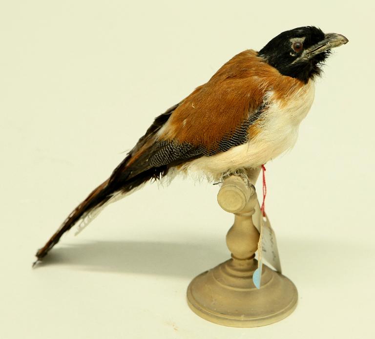 animal naturalisé : oiseau : Trogon de Duvaucel