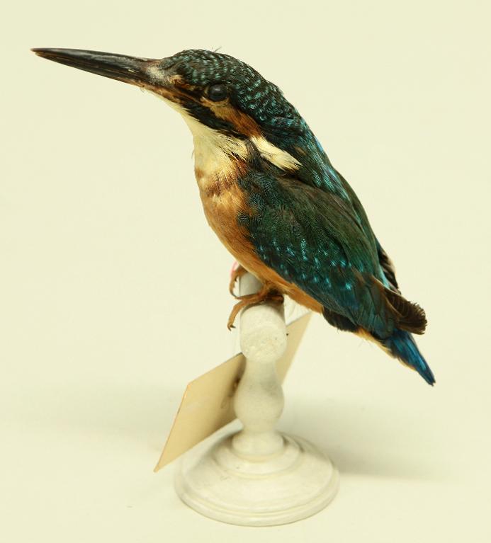 animal naturalisé : oiseau : Martin-pêcheur d'Europe