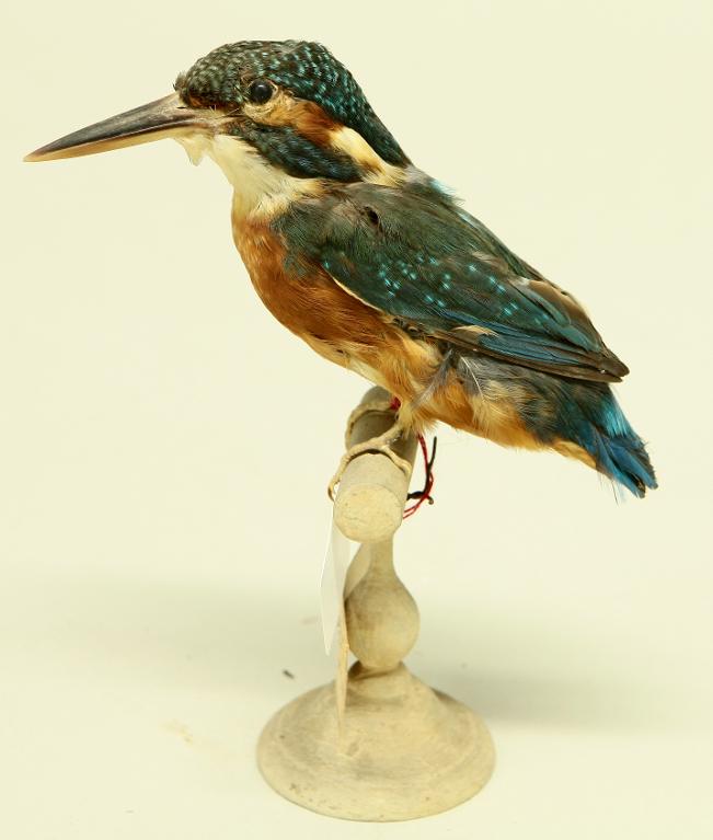 animal naturalisé : oiseau : Martin-pêcheur d'Europe