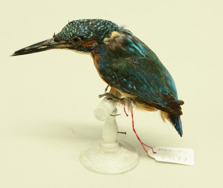 animal naturalisé : oiseau : Martin-pêcheur d'Europe