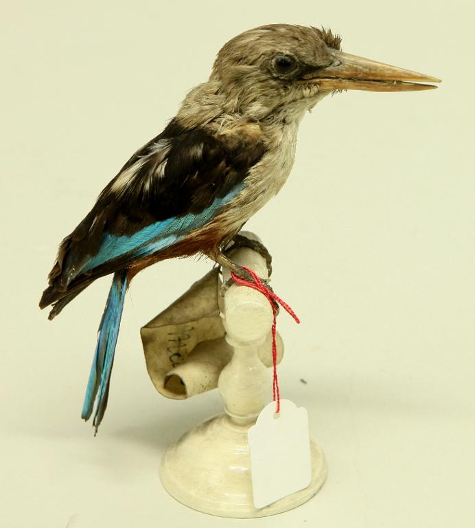 animal naturalisé : oiseau : Martin-chasseur à tête grise