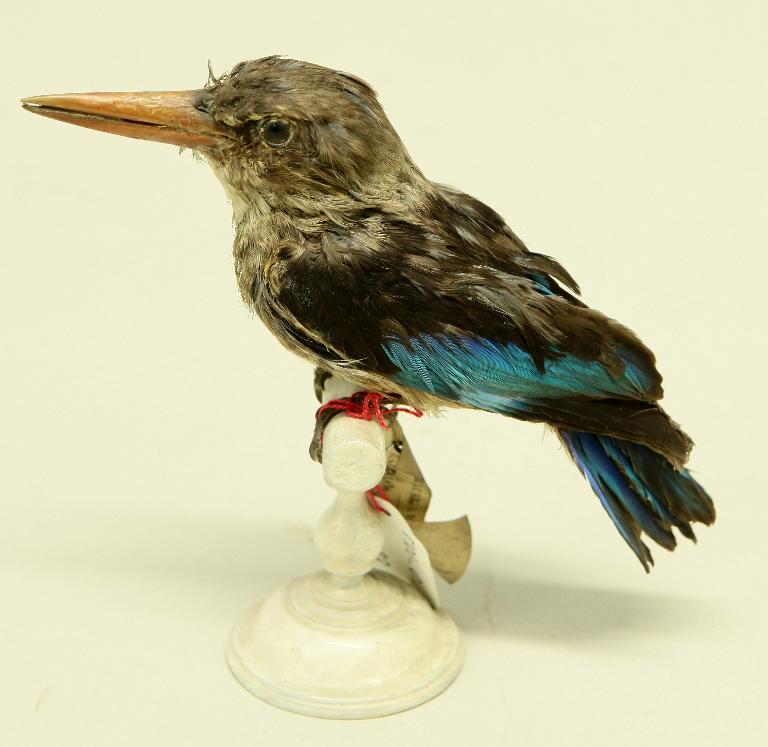 animal naturalisé : oiseau : Martin-chasseur à tête grise