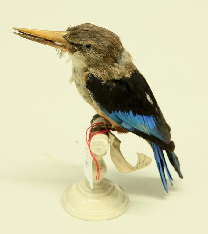 animal naturalisé : oiseau : Martin-chasseur à tête grise