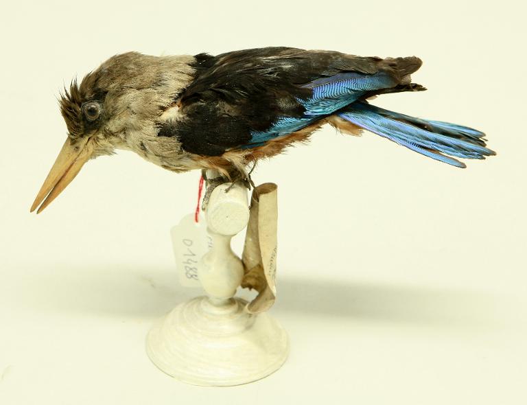 animal naturalisé : oiseau : Martin-chasseur à tête grise