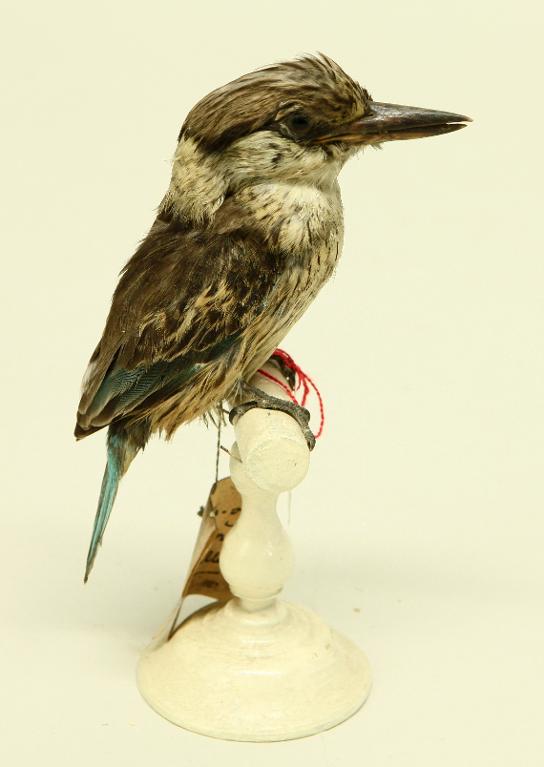 animal naturalisé : oiseau : Martin-chasseur strié