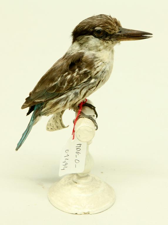 animal naturalisé : oiseau : Martin-chasseur strié