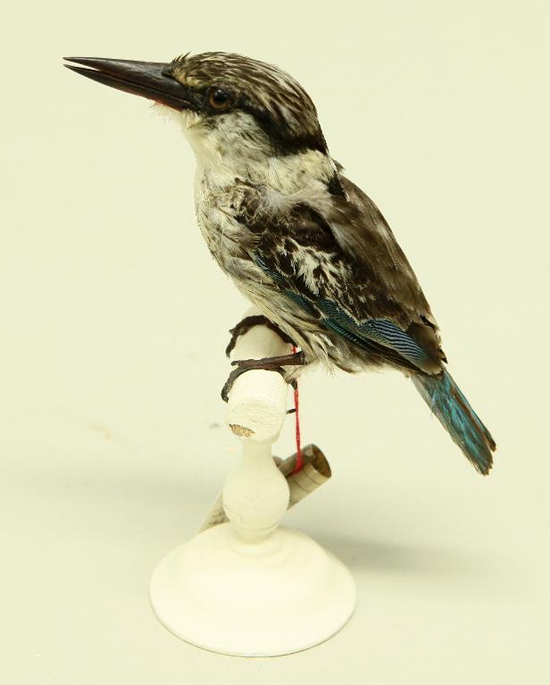 animal naturalisé : oiseau : Martin-chasseur strié