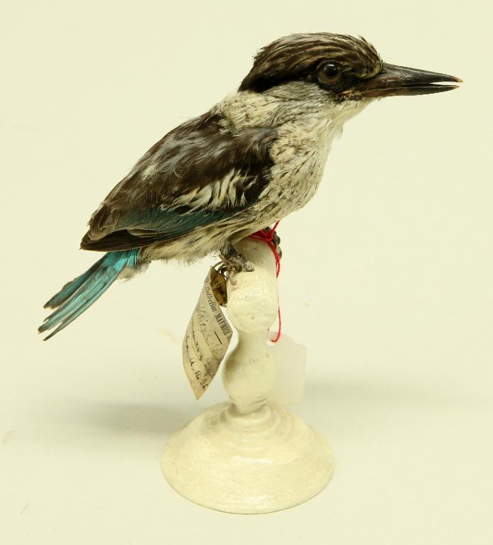 animal naturalisé : oiseau : Martin-chasseur strié