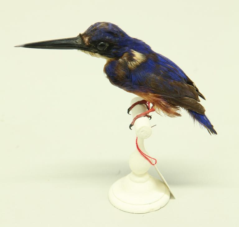 animal naturalisé : oiseau : Martin-pêcheur à dos bleu