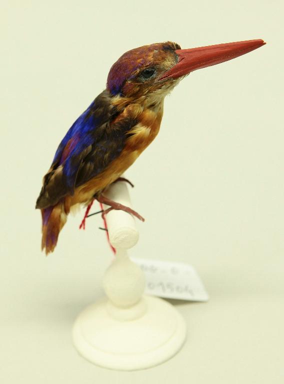 animal naturalisé : oiseau : Martin-pêcheur pourpré