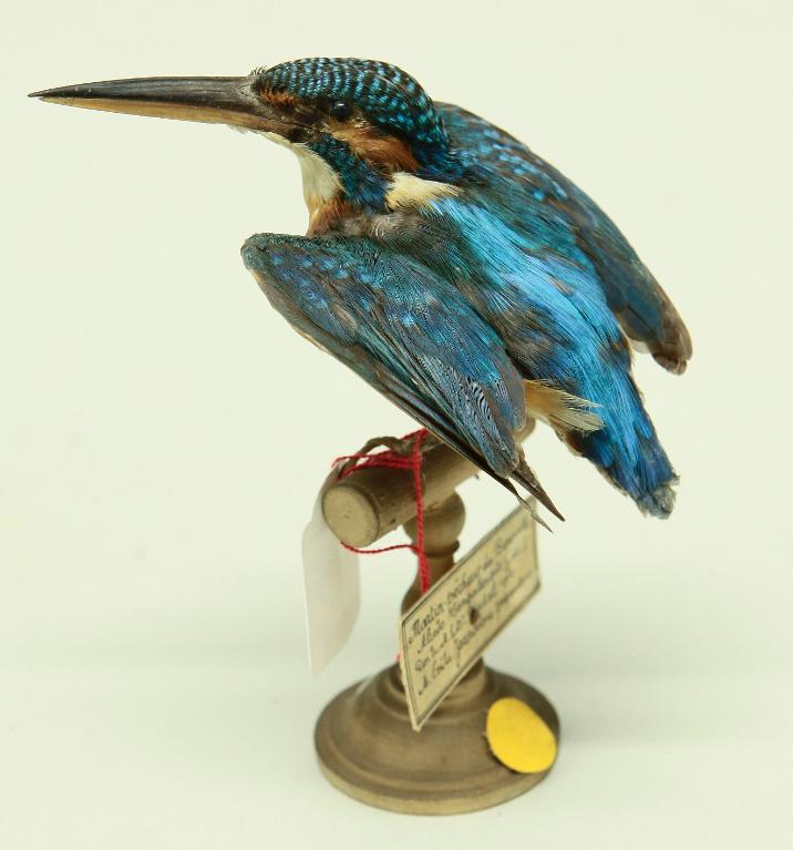 animal naturalisé : oiseau : Martin-pêcheur du Bengale