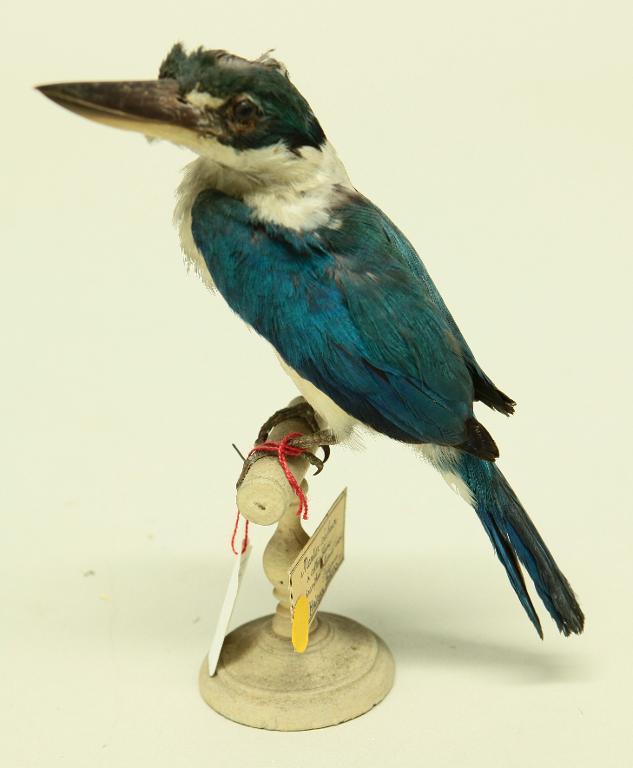 animal naturalisé : oiseau : Martin-chasseur à collier blanc