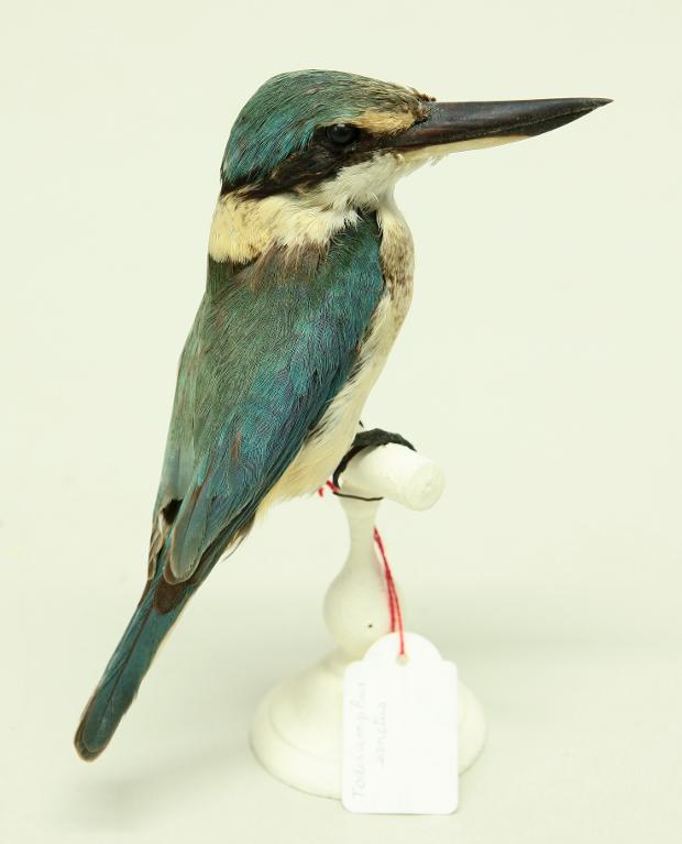 animal naturalisé : oiseau : Martin-chasseur sacré