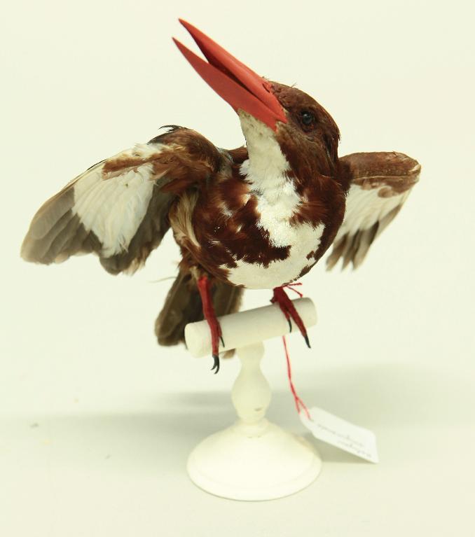 animal naturalisé : oiseau : Martin-chasseur de Smyrne