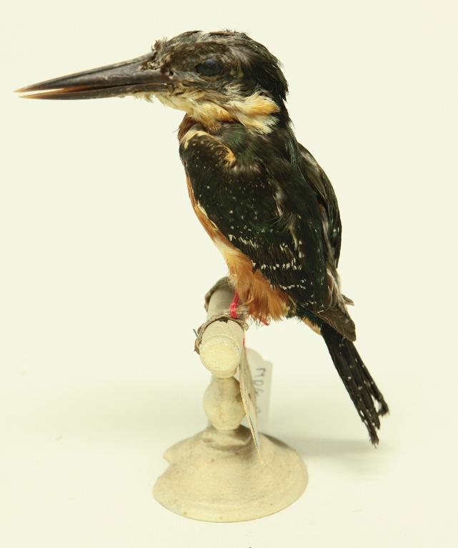 animal naturalisé : oiseau : Martin-pêcheur bicolore