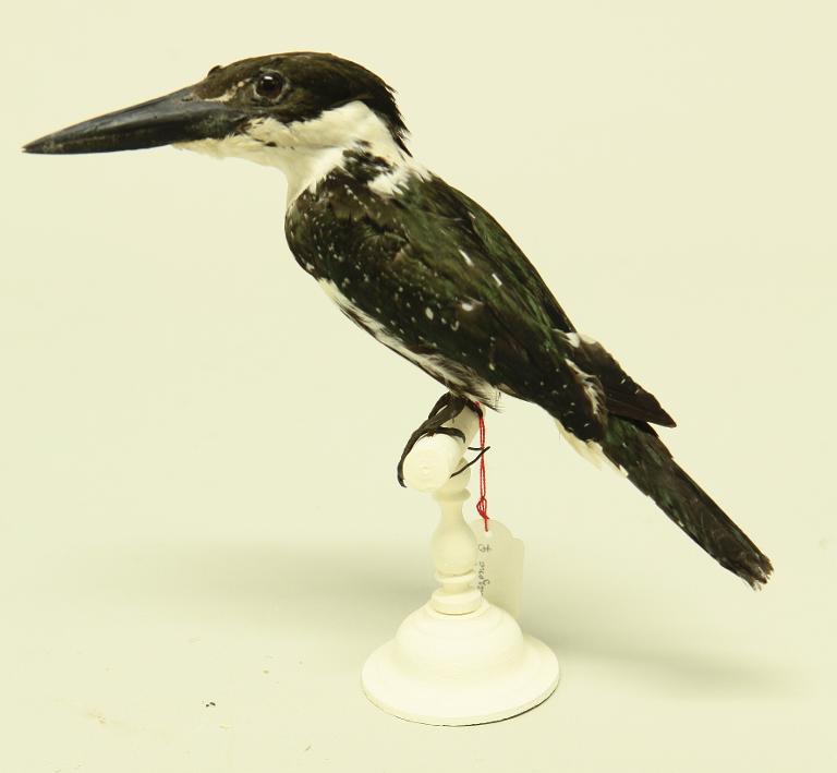 animal naturalisé : oiseau : Martin-pêcheur de l'Amazone