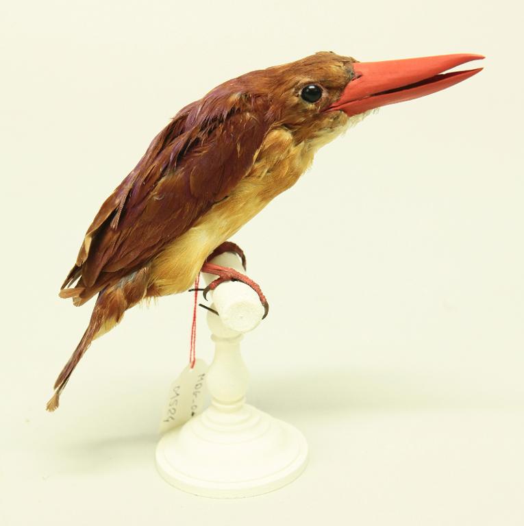 animal naturalisé : oiseau : Martin-chasseur violet