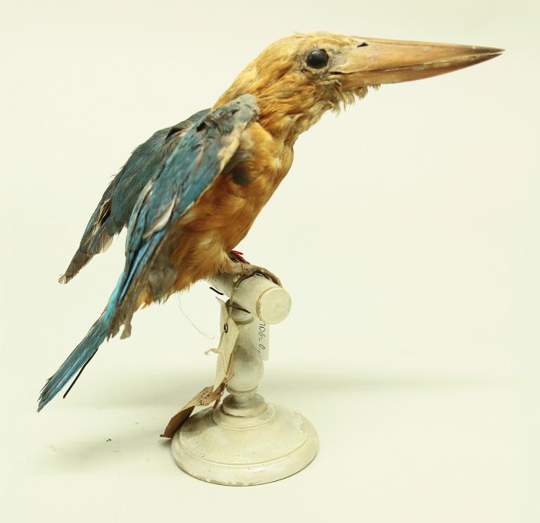 animal naturalisé : oiseau : Martin-chasseur gurial