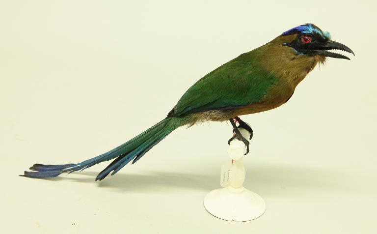 animal naturalisé : oiseau : Momot houtouc