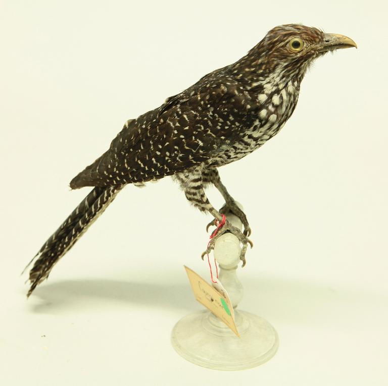 animal naturalisé : oiseau : Coucou koël