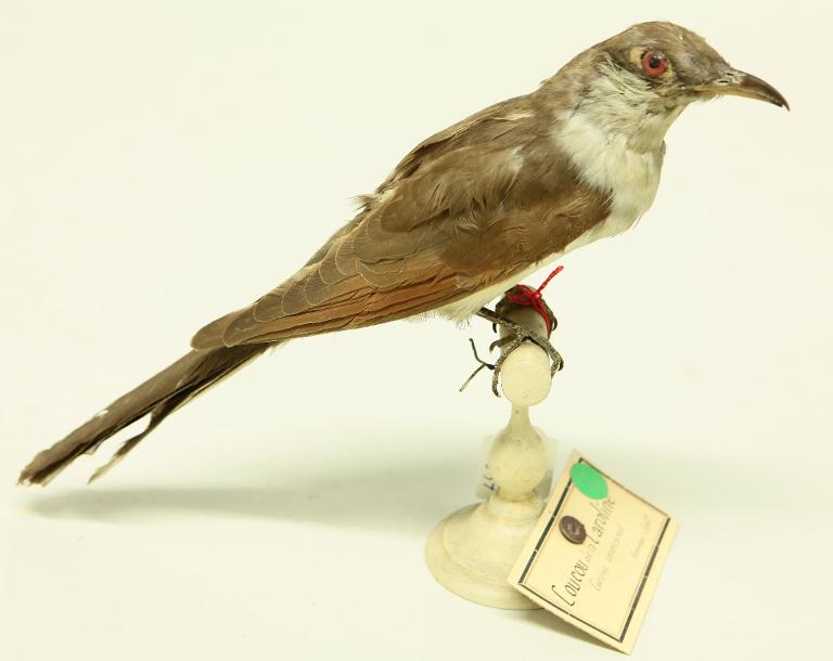 animal naturalisé : oiseau : Coulicou à bec jaune