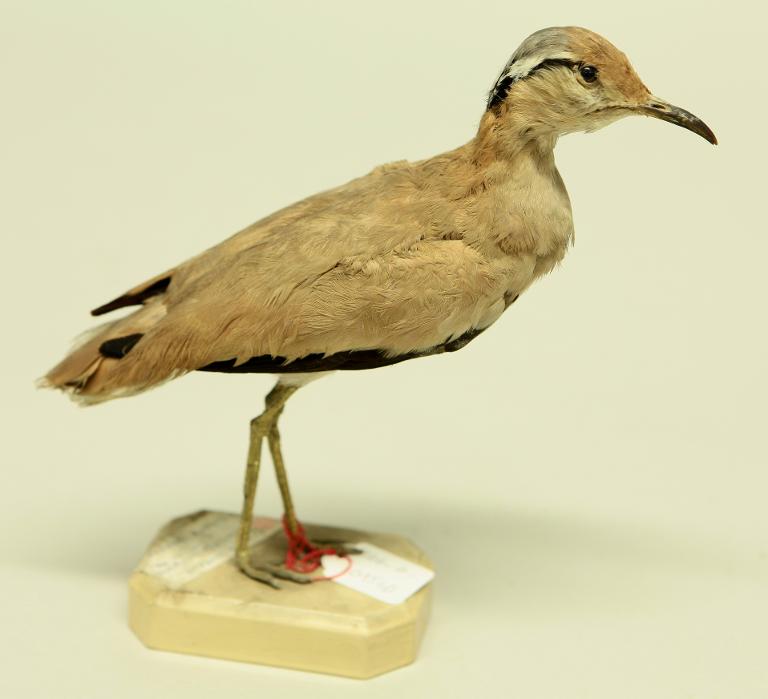 animal naturalisé : oiseau : Courvite isabelle