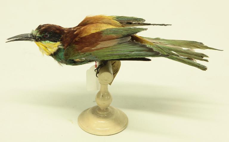 animal naturalisé : oiseau : Guêpier d'Europe