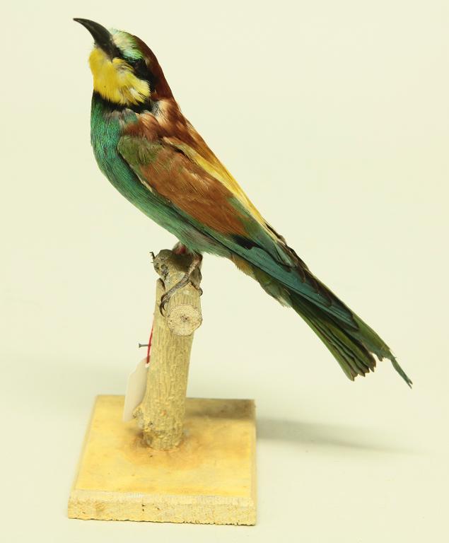 animal naturalisé : oiseau : Guêpier d'Europe