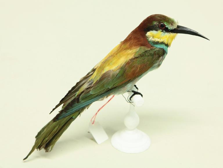 animal naturalisé : oiseau : Guêpier d'Europe