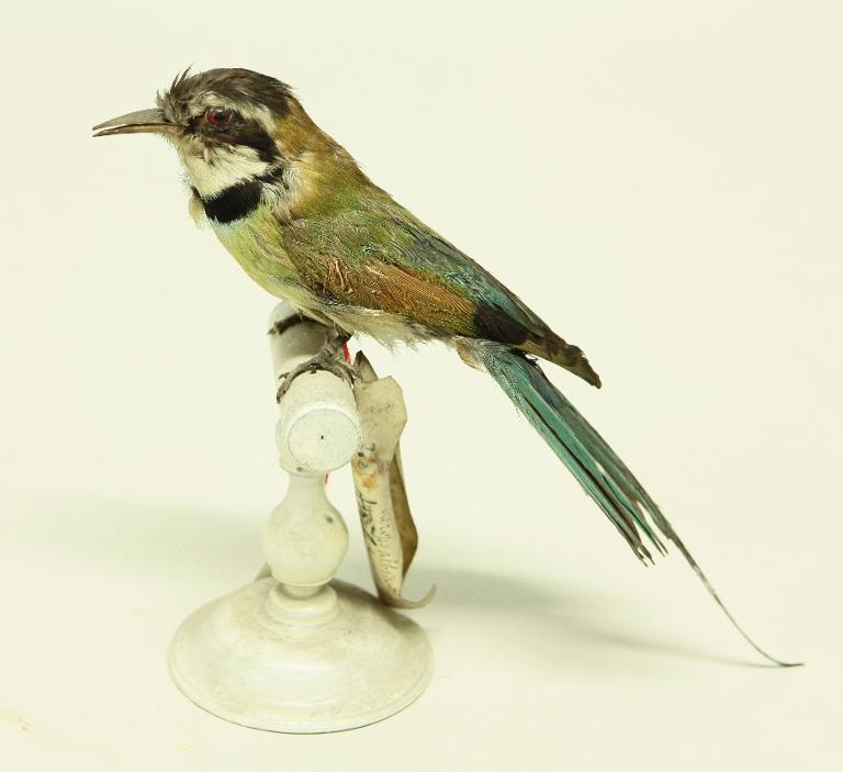 animal naturalisé : oiseau : Guêpier à gorge blanche