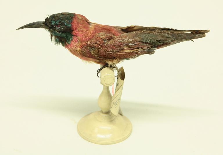 animal naturalisé : oiseau : Guêpier écarlate