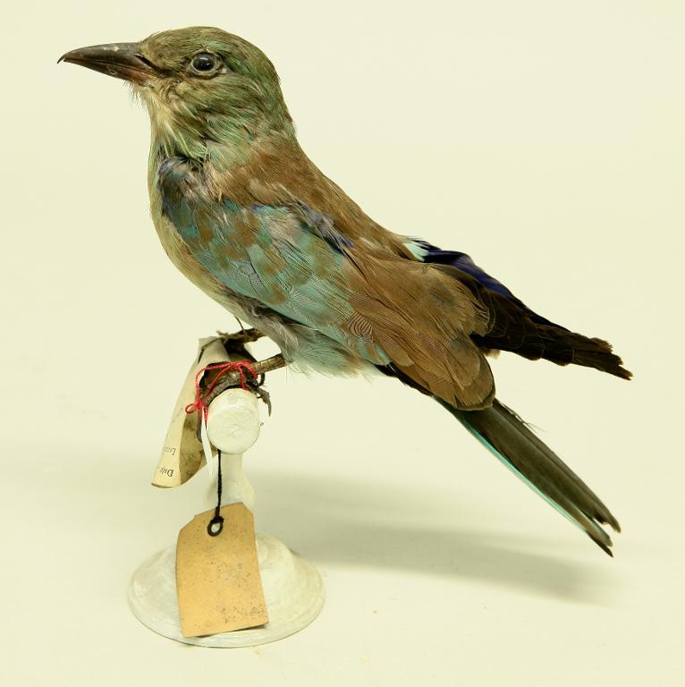 animal naturalisé : oiseau : Rollier d'Europe