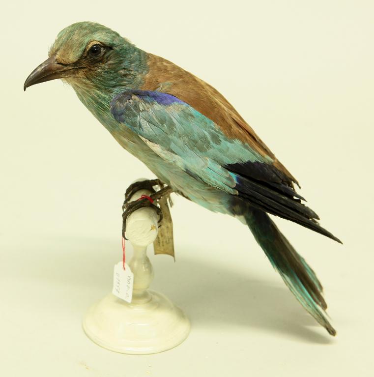 animal naturalisé : oiseau : Rollier d'Europe