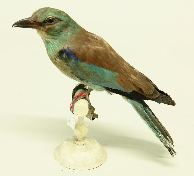 animal naturalisé : oiseau : Rollier d'Europe