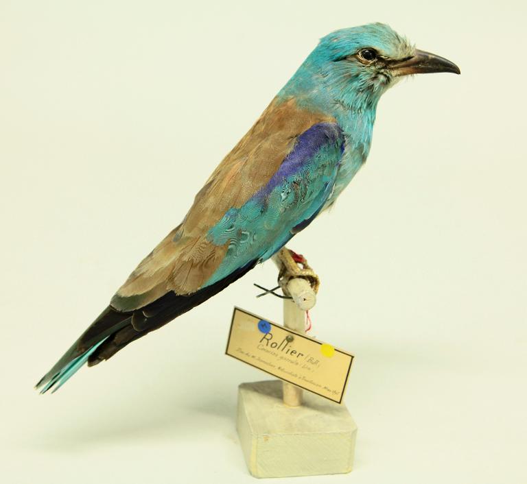 animal naturalisé : oiseau : Rollier d'Europe