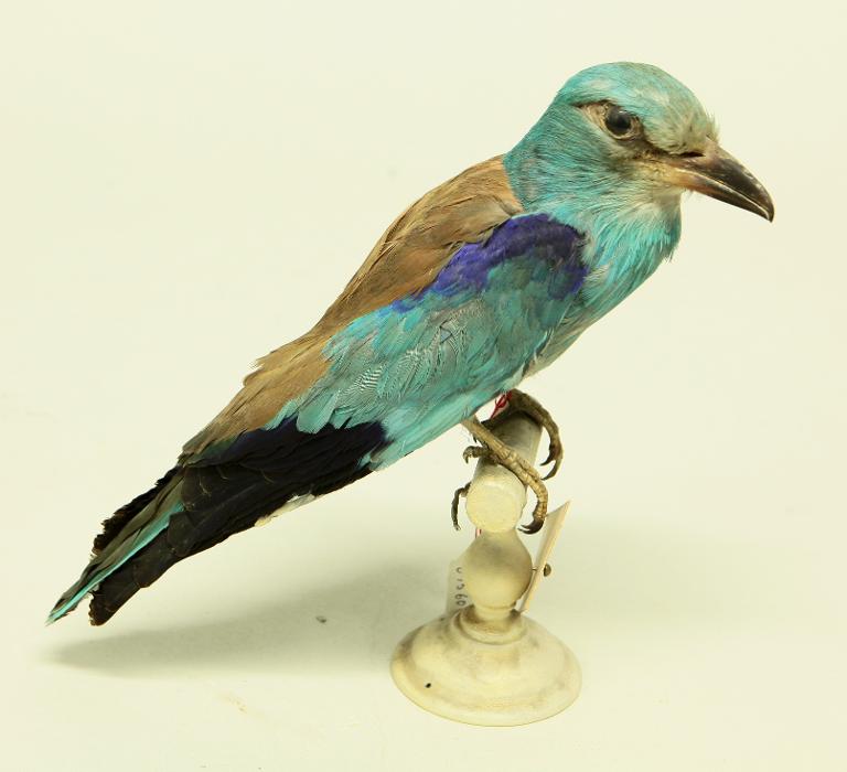 animal naturalisé : oiseau : Rollier d'Europe